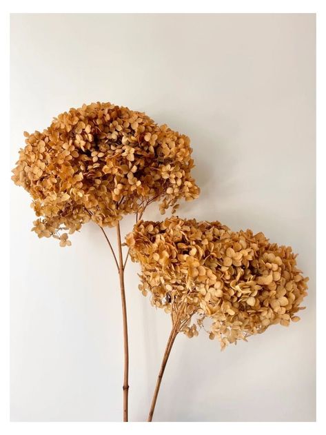 Floral Design Diy, Preserved Hydrangea, Dried Flowers Wedding, Diy Arrangements, Bunch Of Flowers, How To Preserve Flowers, Flower Bouquet Wedding, Toffee, Hydrangea