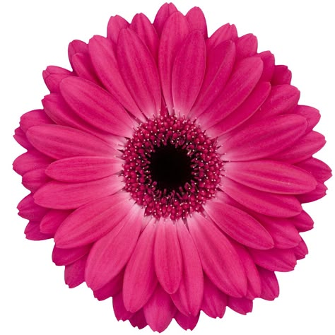 Dutch Flowers, Gerbera Flower, Pink Gerbera, Flower Guide, Winnipeg Manitoba, Florist Supplies, Flowers Delivered, Gerbera Daisy, Flower Food