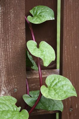 Malabar Spinach, Natural Farming, Perennial Vegetables, Permaculture Gardening, Edible Landscaping, Veg Garden, Food Forest, Forest Garden, Home Vegetable Garden