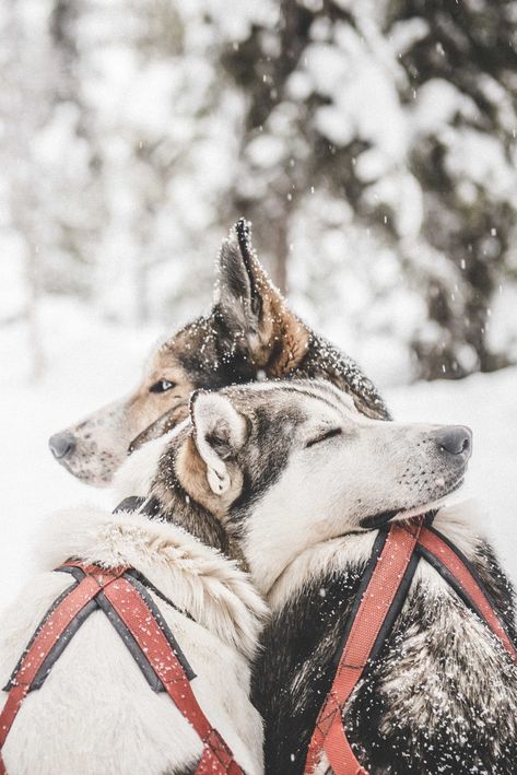 Sweden, Husky, Dogs, Arctic Circle, Husky Dogs, The Snow