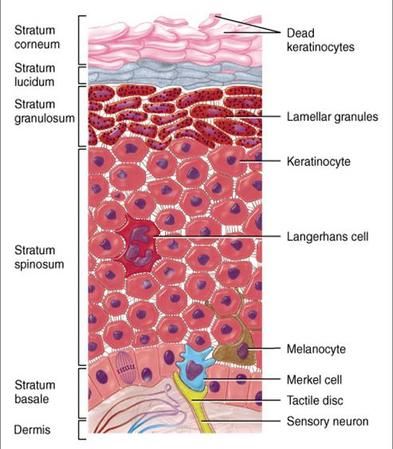 The epidermis consists of multiple layers and cells. From deep to superficial the layers include: stratum basale, spinosum, granulosum, lucid, and corneum. Keratinocytes synthesize the protein keratin. Stem cells differentiate into keratinocytes. Melanocytes synthesize the pigmented protein melanin. Tactile/Merkel cells are associated with a dermal nerve fiber, together called a tactile disc and function in reception for touch. Dendritic/Langerhans cells function in immune response. Langerhans Cell, Skin Anatomy, Integumentary System, Skin Facts, Layers Of The Epidermis, Nursing School Notes, Science Articles, Human Anatomy And Physiology, Skin Science