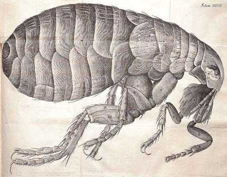 scientific drawings Robert Hooke, Insect Eyes, Scientific Drawing, Flea Control, Scientific Illustration, Back To Nature, Art Vintage, Large Prints, Fine Art Print