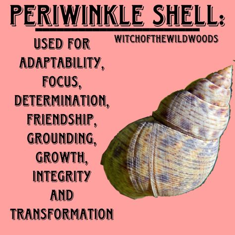 Cowrie Reading, Seashell Magick, Shells Meaning, Grimoire Topics, Charm Meanings, Shell Magic, Periwinkle Shell, Spiritual Crafts, Alchemy Elements