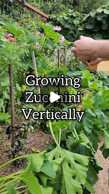 46K views · 1.6K likes | Ashenden Burke (Ash) 👨‍🌾 Home Gardener on Instagram: "Here's 4 reasons why growing zucchini vertically is a game changer: 

1️⃣ Space Saver 
Perfect for small gardens, those with limited space on a balcony or if you want to grow more in a smaller space. No more sprawling vines! Simply cut off any leaves below the lowest zucchini. 

2️⃣ Easy Harvesting
Growing zucchini vertically makes access easy and keeps them off the ground. 

3️⃣ Air Circulation
Vertical gardening promotes air circulation, reducing the risk of fungal diseases. 

4️⃣ Aesthetic Appeal
It's not just practical, but looks 👌 

Hit that follow button to see lots more gardening content 💚 

#garden #raisedgardenbeds #raisedgarden #growyourownfood #vegetables #gardening #gardensofinstagram #bhgaus #ur Zucchini Vertical Growing, Growing Courgettes Vertically, How To Grow Zucchini In A Container, Zucchini Plants Vertical, Vertical Zucchini Garden, How To Grow Zucchini Vertically, Verticle Gardening Vegetables, Zucchini Plants Gardening, Growing Zucchini In Containers