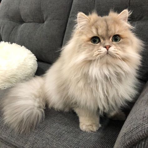 14 Little Known Persian Cat Facts | PetPress Persian Cat Aesthetic, Persian Cats Aesthetic, Chinchilla Cat, Persian Chinchilla, Black Persian Cat, Aesthetic Persian Cat, Cats Furniture, Doll Face Persian Kittens, Grey And White Persian Cat