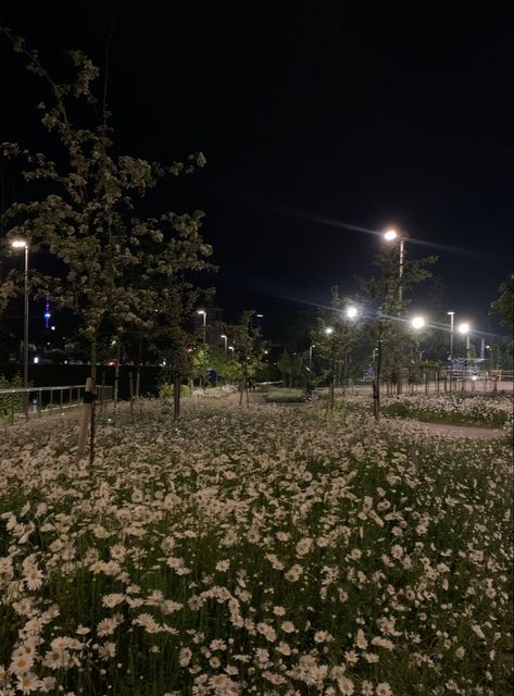 Flowers Night Photography, Flower Fields At Night, Flower Field Dark Aesthetic, Aesthetic Outside Pictures Night, Concert Night Aesthetic, Flower Night Aesthetic, Field At Night Aesthetic, Night Aesthetic Flowers, Dark Flower Field