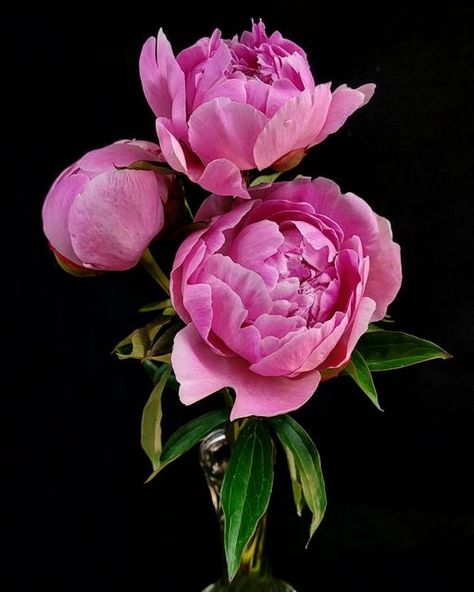 Peonies Still Life, Peony Reference, Peony Photography, Peonies Artwork, Peony Buds, Scottish Flowers, Peony Leaves, Peony Bush, Peony Bud