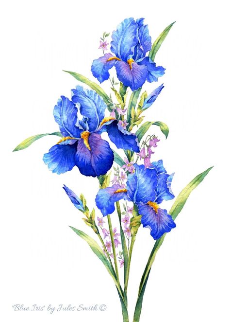 Watercolour Flower BLUE IRIS Inspiring Wall Art Print - Etsy Iris Drawing, Watercolor Flower Prints, Watercolour Flower, Iris Painting, Painting Nature, Blue Iris, Iris Flower, Truro, Watercolor Flower Art