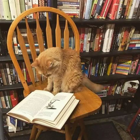 Bookstore Cats, Used Bookstore, Library Cafe, Edward Lear, T S Eliot, Bookstore Cafe, Library Aesthetic, Cat Reading, Image Chat