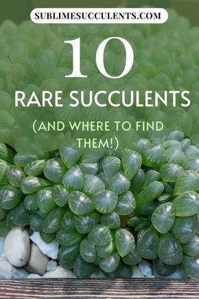 Succulent Tips, Outdoor Succulents, Suculent Plants, Cool Succulents, Types Of Succulents Plants, Indoor Succulents, Succulent Species, Succulent Garden Indoor, Flowering Succulents