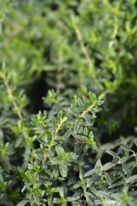 Summer Savory Herb, Summer Savory, Savory Herb, Herbal Healing, Tea Benefits, Steeped Tea, Tea Garden, Edible Plants, Improve Digestion