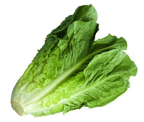 Romaine lettuce Seasonal Produce Guide, Types Of Lettuce, Growing Vegetables Indoors, Keto On A Budget, Lettuce Seeds, Cabbage Leaves, Romaine Lettuce, Heirloom Seeds, Growing Indoors