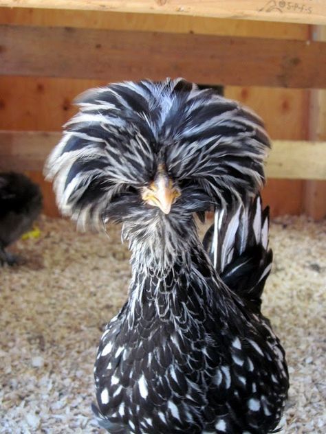 Chicken, Chicken Breeds, Pet Chickens, A Chicken, Chicken Coop, Coop, Pen, Black And White, Pet