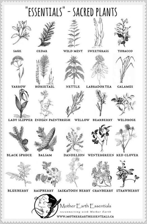 Symbole Viking, Magia Das Ervas, Sacred Plant, Art Essentials, Magical Herbs, Hedge Witch, Healing Plants, Herbal Magic, Beltane