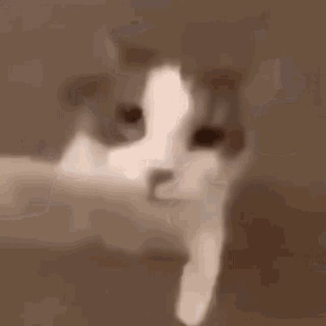 Cat Kiss, Bisous Gif, Koci Humor, Instagram Funny Videos, Funny Animal Jokes, 웃긴 사진, صور مضحكة, Cute Memes, Funny Reaction Pictures