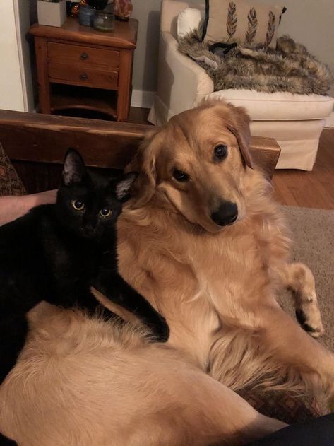 Perros Golden Retriever, Addams Familie, Black Cat Aesthetic, Cat Couple, A Golden Retriever, A Black Cat, Golden Retriever Puppy, Retriever Puppy, Cat Aesthetic