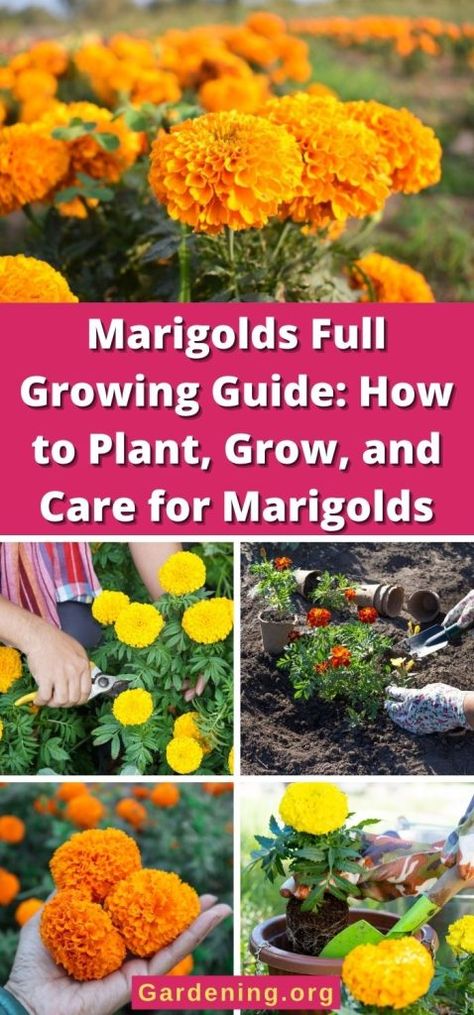 Marigolds In Garden, Front Yard Flower Bed, Garden Diy On A Budget, Growing Marigolds, Planting Marigolds, Fall Landscaping, Growing Pumpkins, Garden Inspo, Diy Plant Hanger