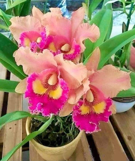 Orchid Plant Care, Rare Orchids, Cattleya Orchid, Growing Orchids, Exotic Orchids, Orchids Garden, Nothing But Flowers, Unusual Flowers, Watercolor Flower Art