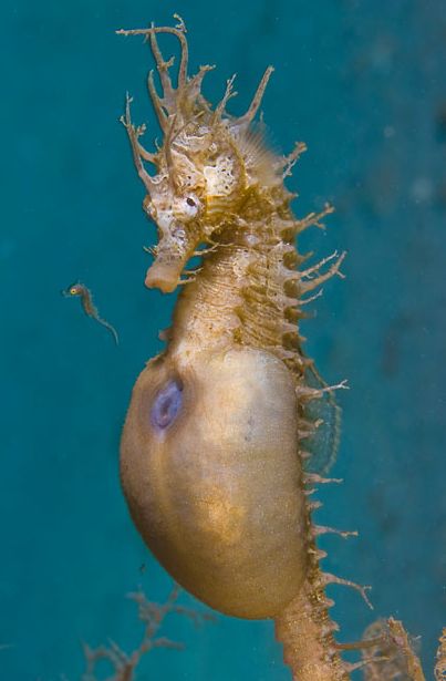 Pregnant Male Seahorse ~ giving birth Seahorse Giving Birth, Male Seahorse, Underwater Creatures, Underwater Life, Underwater Photos, Water Life, Sea Horse, Giving Birth, Ocean Creatures