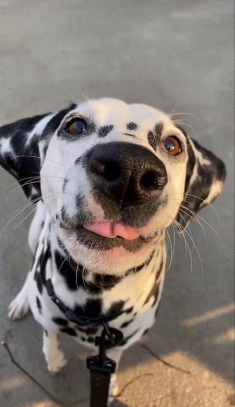 Cute Dogs Dalmatian, Dollmation Dog, Dolmatinets Dog, Dalmation Aesthetic, Dogs Dalmation, Dalmatian Aesthetic, Cute Dalmatian, Dog Dalmatian, Instagram Dog