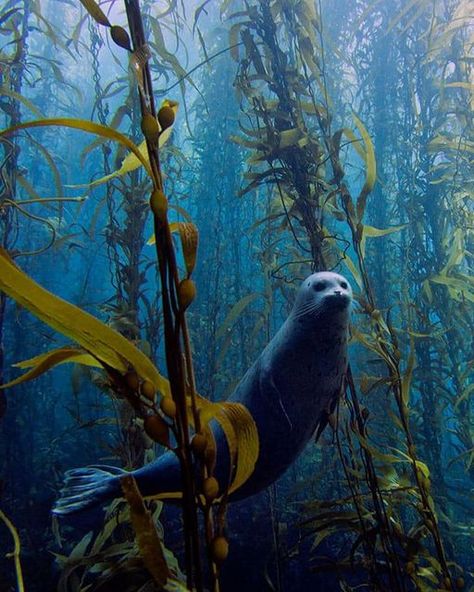 Fauna Marina, Kelp Forest, Beautiful Sea Creatures, Marine Animals, Ocean Creatures, Ocean Animals, Underwater Photography, Sea World, Sea And Ocean