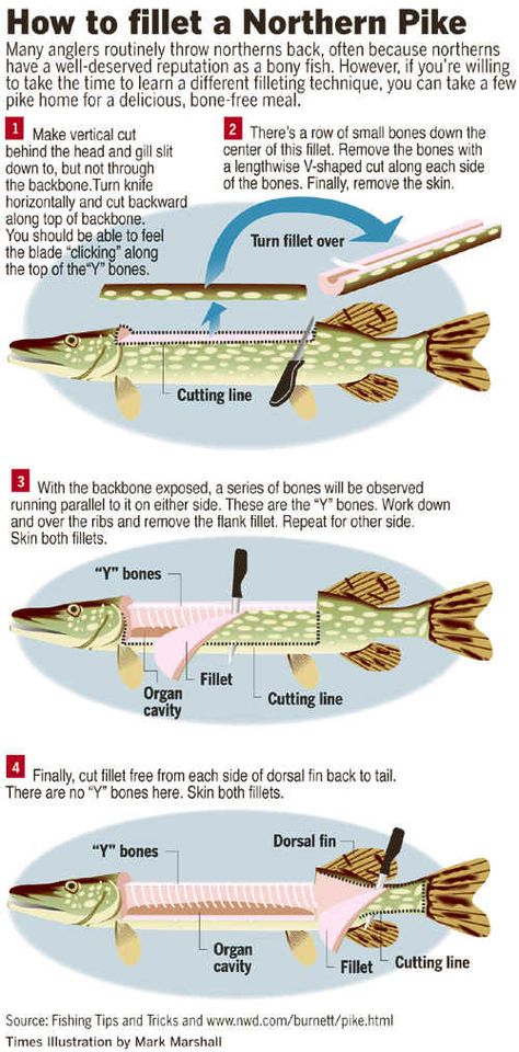 Northern Pike, Fishing 101, Cleaning Fish, Fly Fishing Tips, Bass Fishing Tips, Pike Fishing, Walleye Fishing, Crappie Fishing, Fishing Techniques