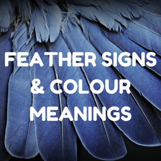 Beautiful article on #FindingFeathers - the #spiritual meaning of #feathers as #FeatherSigns & #FeatherColour meanings. #feathers #feathersynchronicities #feathercolours #feathercolourmeanings #spiritualmeaningoffeathers #spiritualfeathers #featherfinds #angelfeathers #angelsigns Black Feather Meaning, White Feather Meaning, Feather Color Meaning, Meaning Of Feathers, Colour Meanings, Finding Feathers, Feather Signs, Feather Tattoo Meaning, Feather Meaning