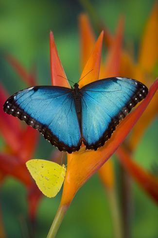 size: 36x24in Premium Photographic Print: Tropical Butterfly the Blue Morpho on orange Heliconia Flowers by Darrell Gulin : Tropical Butterfly, Butterfly Habitat, Beautiful Butterfly Photography, Blue Morpho Butterfly, Butterfly Species, Tropical Animals, Morpho Butterfly, Blue Morpho, Orange Butterfly