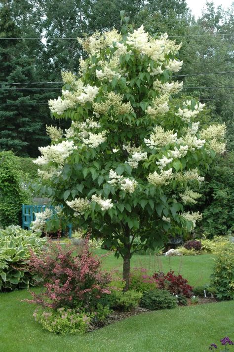 Japanese Lilac Tree, Japanese Lilac, Planting Garden, Balkon Decor, Landscaping Trees, Lilac Tree, Japanese Tree, Easy Landscaping, Have Inspiration