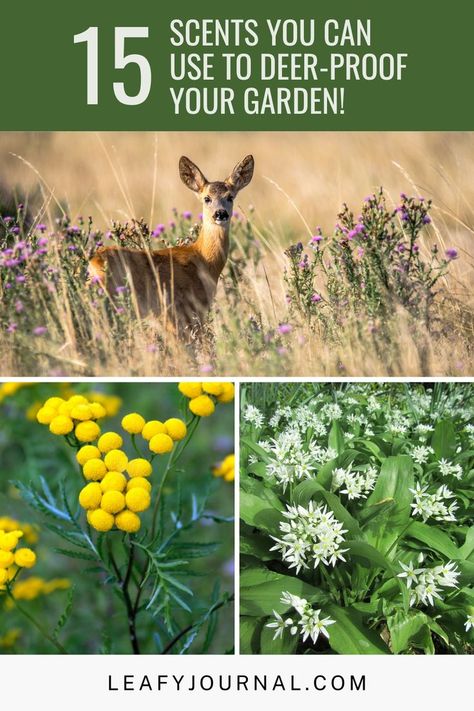 Protect your garden from deer with these 15 delightful scents! Discover nature's repellents that keep deer at bay while adding a fragrant touch to your outdoor oasis. From lavender to rosemary, mint to marigold, these scents will deter deer and bring beauty to your garden. Embrace the power of natural aromas to safeguard your plants and preserve your hard work. Create a deer-proof haven that delights the senses with these aromatic garden solutions! Deer Repellant Plants, Aromatic Garden, Deer Deterent, Deer Proof Plants, Deer Garden, Deer Repellant, Growing Mint, Deer Proof, Garden Companion Planting