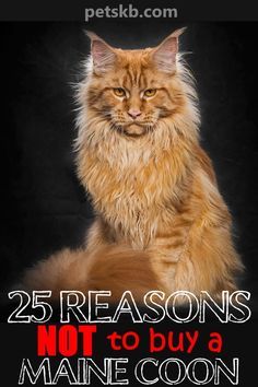 Digital Art Person, Mancoon Cats, Maine Cooney Cats, Art Person, Sleepy Cat, Cat Behavior, Cat Facts, Fluffy Cat, Cute Dogs And Puppies