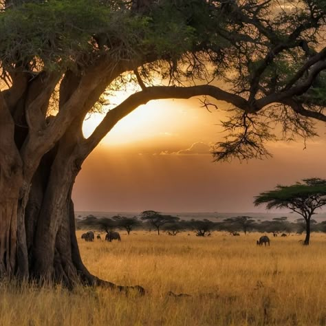 African Landscape Photography, African Savannah Landscape, South African Landscapes, South Africa Nature, African Trees, South Africa Art, African Aesthetic, South Africa Photography, Nature Reference