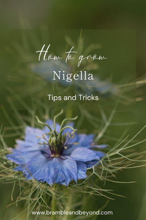 Discover valuable flower gardening tips and tricks for growing beautiful Nigella. Whether you're a beginner or an experienced gardener, our expert advice on seed starting, nurturing, and easy gardening techniques will help you achieve stunning results. Explore our collection of flower gardening tips, from seed to bloom, and unlock the secrets to successful Nigella growth. Let us guide you on your journey towards a vibrant and thriving flower garden filled with Nigella. Nigella Plant, Nigella Flowers, Nigella Flower, Poppy Seed Pods, Gardening Tips And Tricks, Herbal Tea Garden, Scent Garden, Easy Gardening, Nigella Seeds