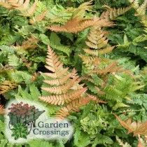 Buy Heuchera DOLCE® 'Cherry Truffles' (Coral Bells Fern Images, Coppery Red, Evergreen Ferns, Autumn Fern, Dappled Sunlight, Asclepias Tuberosa, Herbaceous Perennials, Leaf Coloring, Plant Nursery