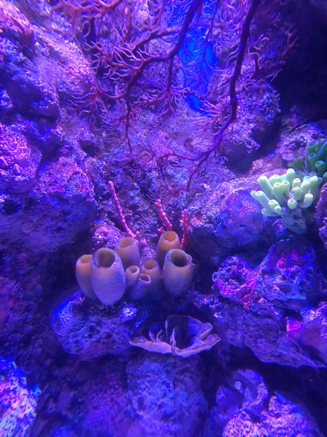 Underwater Photography Ocean Coral Reefs, Neon Underwater Aesthetic, Purple Coral Reef, Ocean Coral Reef Aesthetic, Ocean Purple Aesthetic, Ocean Space Aesthetic, Coral Ocean Aesthetic, Neon Ocean Aesthetic, Coral Reefs Aesthetic