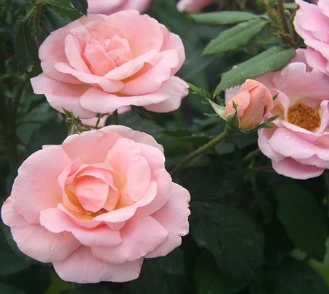 Peachy Knock Out® Rose | New Life Nursery Knockout Rose Tree, Knock Out Roses, Knockout Roses, Rose Tree, Rose Trees, Shell Pink, Grow Bags, Plastic Pots, Peachy Pink