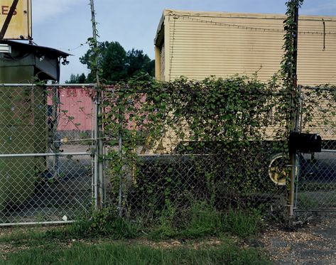 William Christenberry, Morning Glory Vine, Lee Friedlander, Large Format Photography, Tuscaloosa Alabama, Southern Art, American Photography, Trailer Park, Morning Light