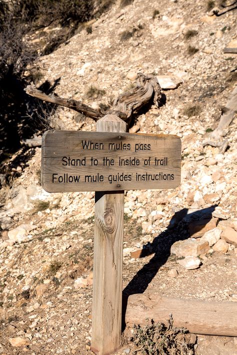 Mules at the Grand Canyon Trail - stylishlyme.com