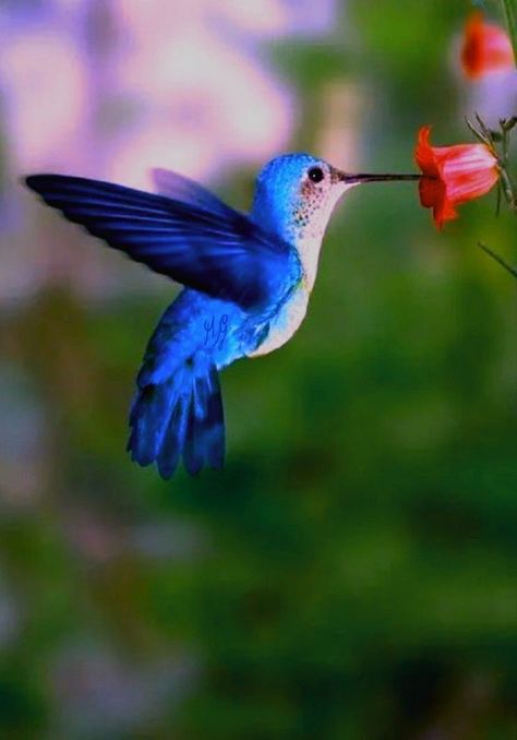 Like a hummingbird’s delicate wings. Tattoo Hummingbird, Hummingbird Drawing, Blue Hummingbird, Hummingbirds Photography, Hummingbird Photos, Nail Flower, Tattoo Nature, Animals Tattoo, Hummingbird Pictures