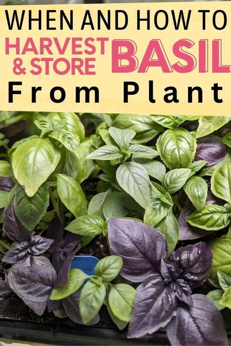 Basil Harvesting: When and How to Harvest Basil from Plant? Harvesting basil regularly is crucial for maintaining the health and productivity of your basil plant. This article discussed anything you need to know about harvesting basil: When is basil ready to harvest? how to harvest basil leaves, and seeds from plants? What to do with a lot of basil leaves, how to store them properly? We also include some ways to preserve basil such as storing fresh, frozen, and drying basil for long-term use! Uses For Basil, Storing Fresh Basil, How To Store Seeds, Harvest Basil, Herb Companion Planting, Storing Basil, Preserving Basil, Fresh Basil Recipes, Cinnamon Basil