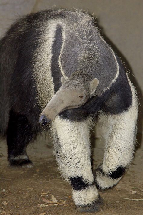 Giant Anteater, Strange Animals, American Animals, Cutest Animals, San Diego Zoo, Rare Animals, Silly Animals, Amazing Animals, Cute Animal Pictures