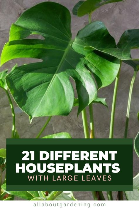 Big Leaf Indoor Plant Houseplant, Plants With Large Leaves, Big Leaf House Plants, Large Leaf Plants Indoor, Large Houseplants Indoor, Big Leaf Plants Outdoor, No Light Plants Indoor, Big Plants Indoor, Big Plants Indoor Living Rooms