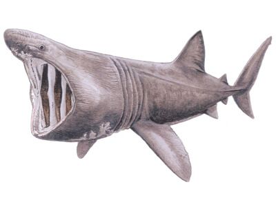 Shark Species — Shark Research Institute Fish For Beginners, Shark Research, Shark Film, Draw A Fish, Shark Conservation, Basking Shark, Continental Shelf, Shark Drawing, Drawing Instructions