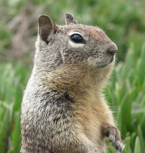 Ground Squirrel, Animal Control, Squirrels, Cute Little Animals, Woodland Animals, Pet Birds, California, Dogs, Animals