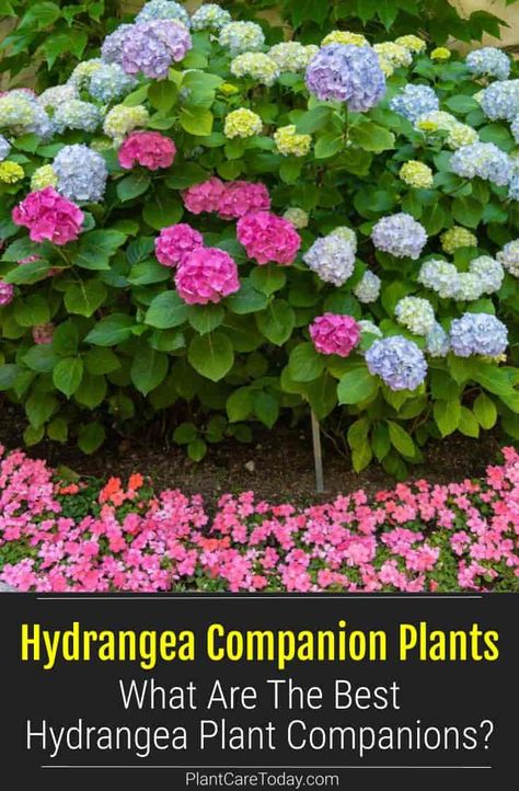 Hydrangeas are popular for landscaping due to their display of captivating flowers. Here are the great hydrangea plant companions to plant for enhanced beauty. Peonies And Hydrangeas Landscaping, Front Yard Hydrangea, Hydrangea Companion Plants, Climbing Hydrangeas, Hydrangea Flower Bed, Azaleas Landscaping, Plant Companions, Flower Bed Decor, Hydrangea Plant