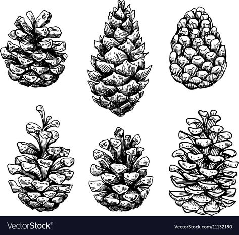 Pinecone Tattoo, Pine Cone Drawing, Doodle Inspiration, Hand Drawn Vector Illustrations, Hand Drawn Vector, Botanical Drawings, Chiaroscuro, Pine Cone, Sticker Collection