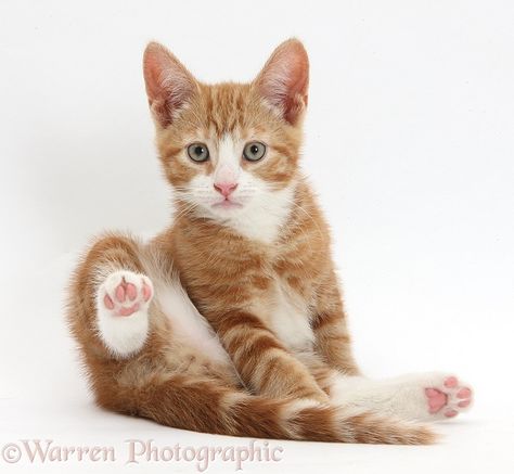 Ginger kitten looking up after grooming photo WP34424 Cat Photo Reference, 2024 Drawing, Interesting Poses, Cat Poses, Cat References, Cat Drawing Tutorial, Ginger Kitten, Cat Anatomy, Animal Reference