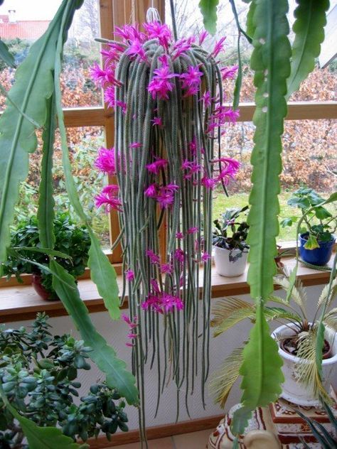 9 Best Trailing Succulents and Cacti – Sublime Succulents Trailing Succulents, Indoor Cactus Plants, Rat Tail Cactus, Cactus House, Cactus House Plants, Flowering Succulents, Orchid Cactus, Indoor Cactus, Plants Succulents