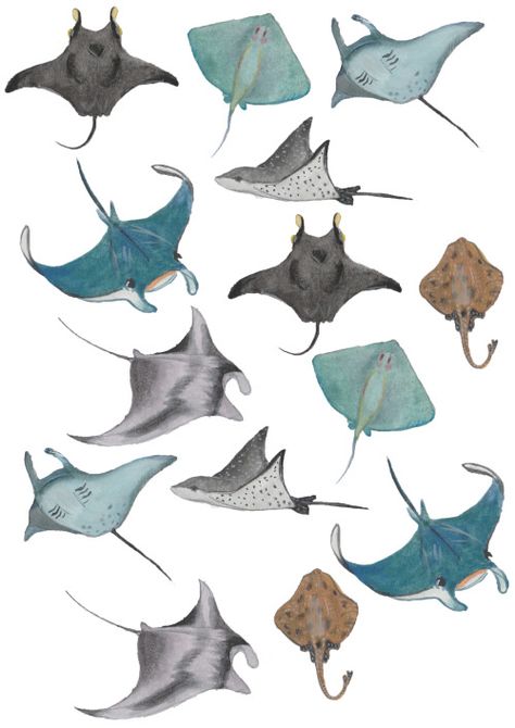 sea rays - so beautiful Mantaray Drawing, Scientific Illustration, Marine Animals, Ocean Creatures, Art And Illustration, Fish Art, Sea Animals, Sea Creatures, 그림 그리기