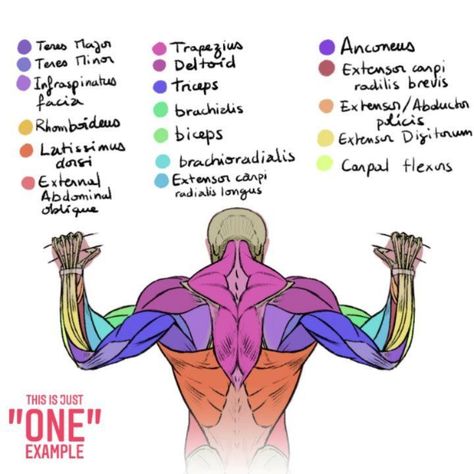 @adriengromelle shared a photo on Instagram: “this is just an example of anatomy study. names of back and arm muscles where they are attached etc. If you want more of these please like…” • Jun 8, 2021 at 3:59pm UTC Muscle Names, Human Muscle Anatomy, Anatomy Practice, Muscle Anatomy, Arm Muscles, Anatomy Study, Back Muscles, Learn To Draw, Muscles